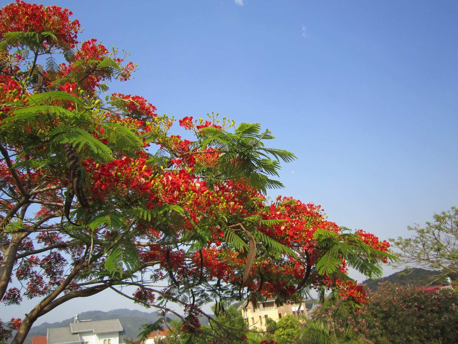 le hoi hoa phuong lan 3 2